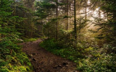 Tennessee Hiking Trails Are The Best In The Nation