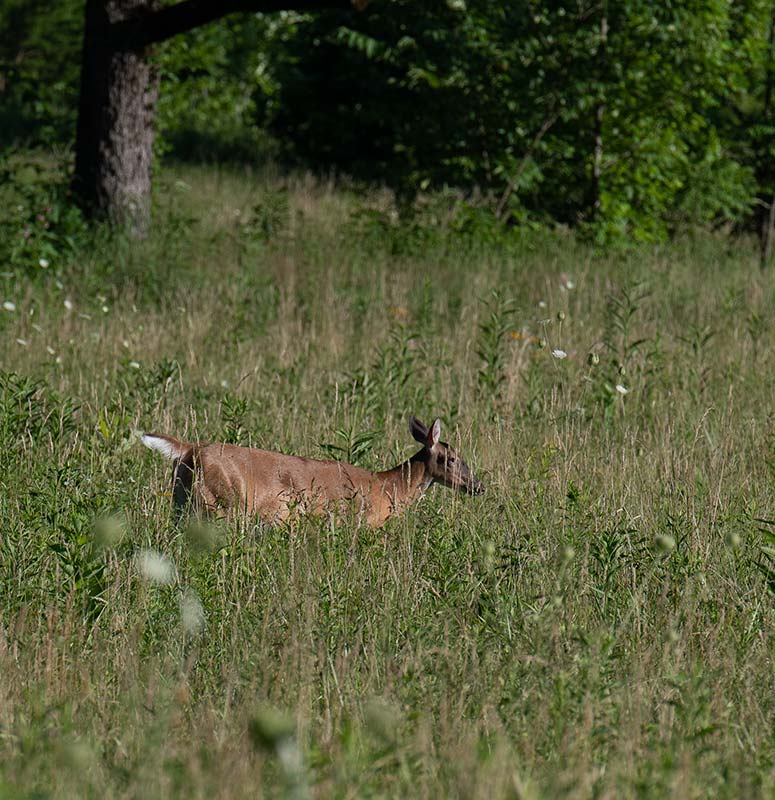 Tennessee Wildlife Protection